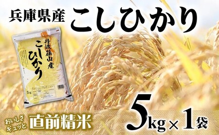 [7営業日以内発送]コシヒカリ 5kg 白米 令和7年産 [城口商店]米 お米 5kg 米5kg 兵庫県産 こしひかり コシヒカリ 令和7年産 R7年産 2025年産 精米