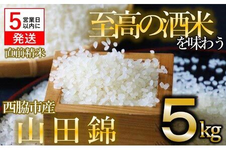 【令和５年産 山田錦】白米５kg（５kg×1袋）【５営業日以内に発送】(13-32)