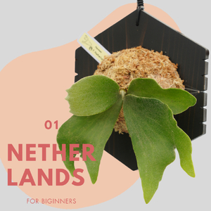 ビカクシダ ネザーランド 六角板付