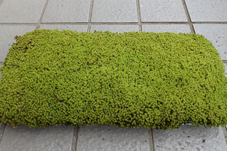 スナゴケプレート　９枚１組