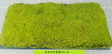 スナゴケ生苔3シート1セット[北海道・沖縄・離島 配送不可]
