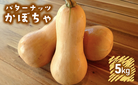 訳あり バターナッツかぼちゃ 5kgセット[ 不揃い かぼちゃ 野菜 ]