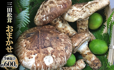 [ふるさと納税] 三田 松茸 おまかせ (等級混合約600g) まつたけ 秋の味覚 きのこ キノコ 旬の野菜 贈答品 お歳暮 新年 年末 贈り物 ギフト 食品 ギフト ふるさと納税 ふるさと 人気 おすすめ 送料無料 兵庫県 三田市 [3d28bae460000]
