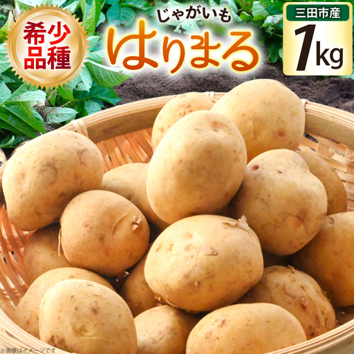 じゃがいも はりまる 1kg [期間限定発送][SSSファーム 兵庫県 三田市 3d28bed520003]