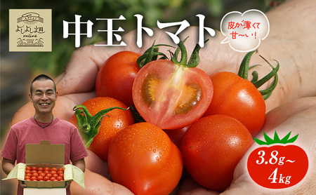 悵悵̂܁` g}g ( ʃg}g ) 3.8kg ` 4kg x VN Yn  Ƃ܂   Mtg 