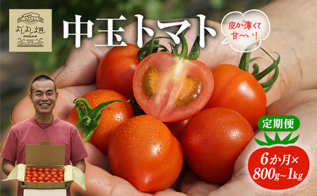 y6A ͂z 悵悵̂܁` g}g ( ʃg}g ) 800g ` 1kg v3kg x VN Yn  Ƃ܂ Еz    Mtg 