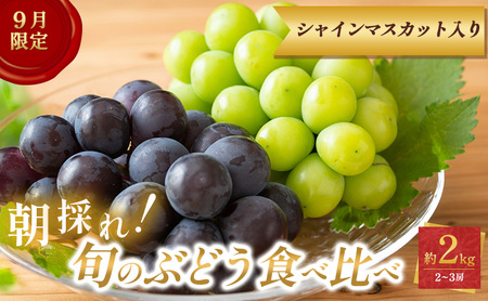ぶどう[9月限定]採れたて!旬のぶどうの食べ比べ 約2kg セット シャインマスカット入り
