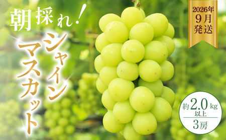 シャインマスカット 約2kg以上(3房)朝採れ ぶどう セット 詰め合わせ 産地直送 フルーツ 食べごたえ満点 兵庫県 加西市