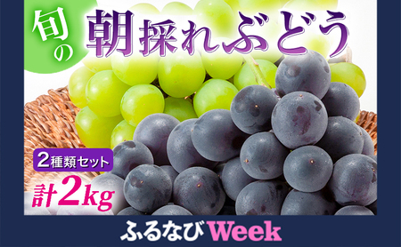 [ふるなびWEEK対象][令和8年産]ぶどう 2種類 セット 品種おまかせ 2kg 3〜4房入 食べ比べ 旬 朝採れ 種無し 兵庫県産 農家直送 果物 果物類 フルーツ デザート ギフト 詰め合わせ 化粧箱入り 甘い FN-Limited-PR