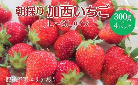 朝どれ いちご 300g 4パック L〜3Lサイズ 加西いちご とちおとめ イチゴ 苺 フルーツ 果物 くだもの 季節のフルーツ 旬のフルーツ お届け:2025年1月上旬〜2025年2月末