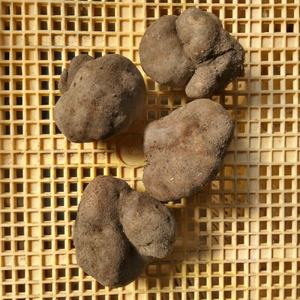 丹波篠山産 山の芋 優品 3kg(8-14玉) 兵庫県 丹波篠山市 CQ100 やまのいも ねばねば 特産 滋味 粘り 食物繊維 健康