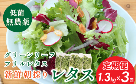 [ 定期便 ] 無農薬 朝採り フリルレタス グリーンリーフレタス 2種類 1.3kg 3回 