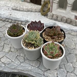 種類はおまかせ!多肉植物の苗セット(5種類アソート)[配送不可地域:離島]