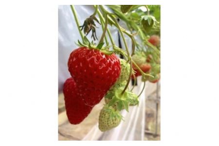 ������O�g3D�C�`�S���@�C�`�S���̌�(3���l)�@���y�Y�t