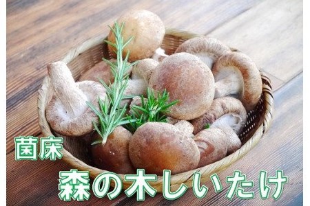 【森の木ファーム】淡路島産の菌床生椎茸（しいたけ）
