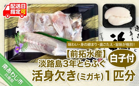 淡路島3年とらふぐ 活身欠き[ミガキ・1匹分]白子付◆配送12月2日〜2月28日