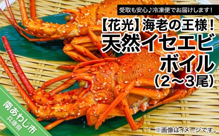 [花光]海老の王様!天然イセエビボイル(2尾〜3尾)[受取も安心♪冷凍便]