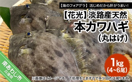 【花光】淡路産天然本カワハギ（丸はげ）1kg