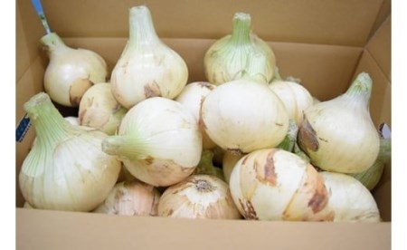 【美菜恋来屋】【新玉ねぎ】淡路島たまねぎ　５kg　◆配送2月中旬～