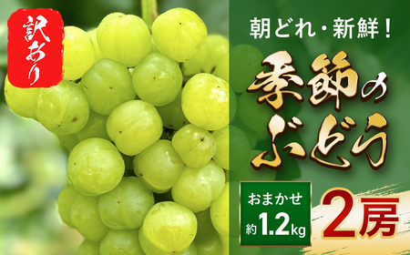 [ふるさと納税][数量限定]訳あり 朝どれ 新鮮 季節のぶどう おまかせ2房セット(約1.2kg) 期間限定 数量限定 ぶどう ブドウ 葡萄 マスカット おまかせ セット 詰め合わせ 食べ比べ 果物 フルーツ 訳あり 訳アリ わけあり ワケアリ 兵庫県 朝来市 AS40BG13