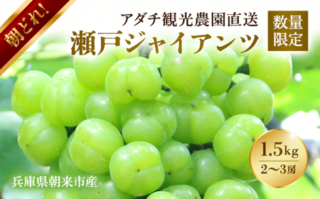 [数量限定マスカット]朝どれ!「瀬戸ジャイアンツ1.5kg(2〜3房)」◆アダチ観光農園直送の絶品ぶどう◆ぶどう ブドウ 葡萄 マスカット 種なしぶどう 種無しぶどう 種無し 種なし 皮ごと 皮ごと食べられるぶどう 果物 フルーツ 産地直送 期間限定 兵庫県 朝来市 AS2CB3 