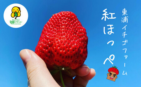 淡路産 イチゴ(紅ほっぺ) [発送時期2025年1月頃・お届け日指定不可] [イチゴ 苺 いちご イチゴ 苺 いちご]