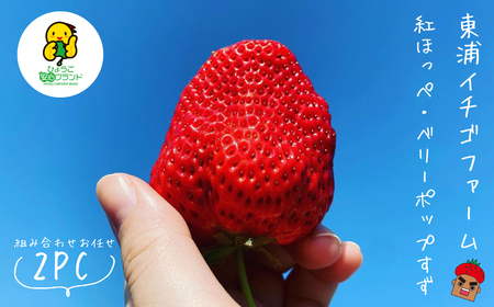 淡路島産いちごセット(紅ほっぺ / ベリーポップすず)[12月中旬〜1月発送・お届け日指定不可]