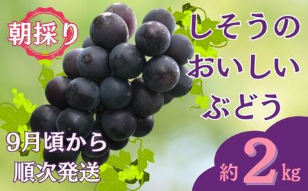 I6[令和7年産 先行受付]しそうのおいしいぶどう 約1kg