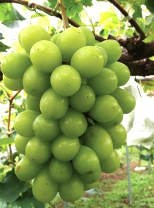 Y2　ぶどうの詰合せ　約2㎏