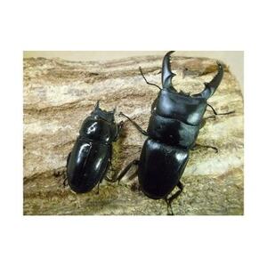 国産(本土)ヒラタクワガタ成虫ペア飼育セット付き