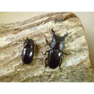 ダイトウヒラタクワガタ成虫ペア飼育セット付【1513604】
