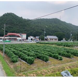 丹波黒大豆枝豆もぎ取体験 枝豆さや1Kgお持ちかえり【1534071】