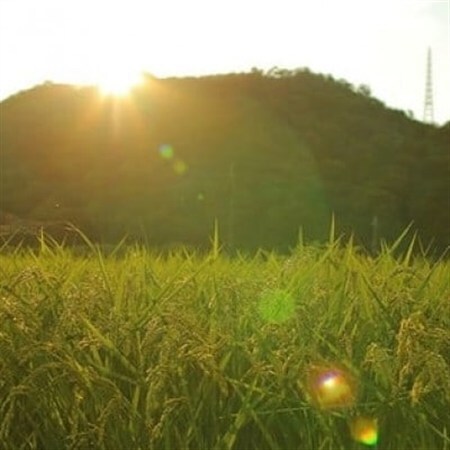 [毎月定期便]猪名川町のお米・コシヒカリ(玄米)20kg×全5回