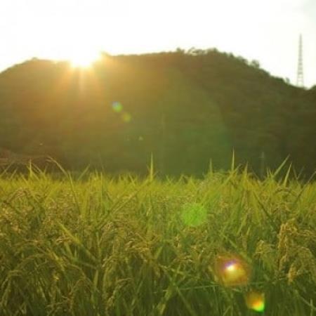 [毎月定期便]猪名川町のお米・キヌヒカリ(玄米)10kg×全2回