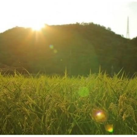 【毎月定期便】猪名川町のお米・キヌヒカリ(精米)約9kg×全3回【4085205】