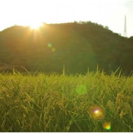 [毎月定期便]猪名川町のお米コシヒカリ(玄米)10kg×全2回