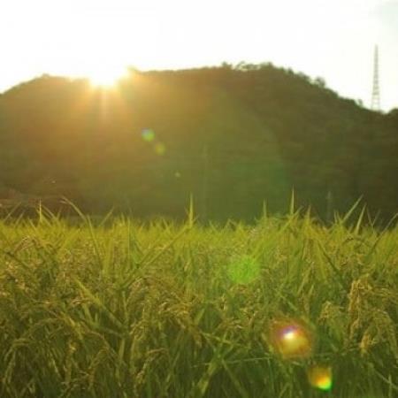 [毎月定期便]猪名川町のお米・コシヒカリ(精米)約18kg×全2回