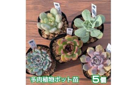 多肉植物ポット苗 5個セット [1225]