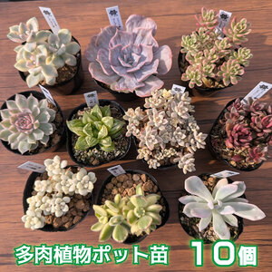 多肉植物ポット苗の錦(斑入り)10個セット [1227]