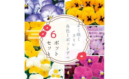パンジー花苗セット よく咲くスミレ6ポットセット / 花 パンジー よく咲くスミレ 花苗 花き品評会理事長賞受賞生産者直送 ガーデニング 花壇 苗 苗木 花の苗 花の苗物