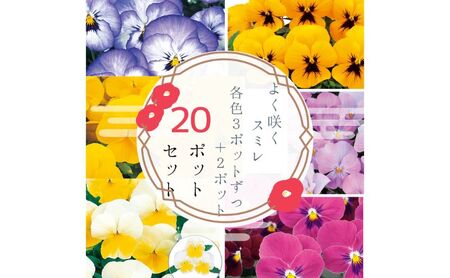 パンジー花苗セット よく咲くスミレ20ポットセット /花 パンジー よく咲くスミレ 花苗 花き品評会理事長賞受賞生産者直送 ガーデニング 花壇 苗 苗木 花の苗 花の苗物