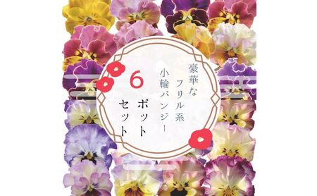 豪華なフリル系小輪パンジー6ポットセット / 花 パンジー フリル系 小輪 花苗 花き品評会理事長賞受賞生産者直送 ガーデニング 花壇 苗 苗木 花の苗 花の苗物