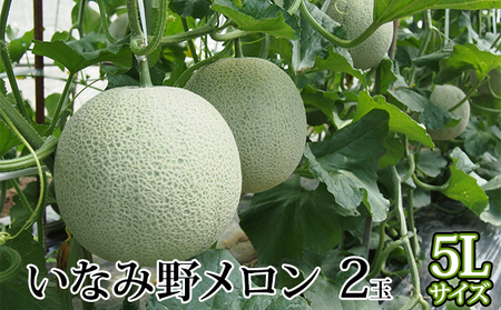 メロン ひょうご推奨ブランド いなみ野メロン 2玉 5Lサイズ フルーツ めろん 果物 フルーツ 果物類