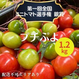 ミニトマト プチぷよ 1.2kg 第一回全国 ミニトマト 選手権銀賞のレビュー | ふるさと納税ランキングふるなび