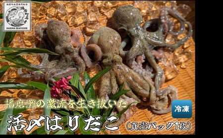 播磨町産活け〆はりだこ 1匹 タコ 海鮮 魚介類 瀬戸内 兵庫県 播磨町