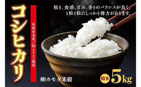 米 令和6年産 兵庫県北産 こしひかり 5kg [ お米 白米 精米 おこめ コメ ]