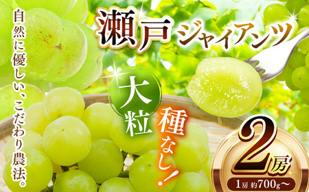 瀬戸ジャイアンツ 2房 ( 1房 約 700g 〜 ) | 果物 くだもの フルーツ ぶどう ブドウ 葡萄 兵庫県 上郡町