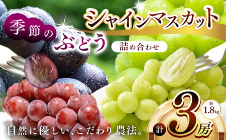シャインマスカット 1房 と 季節のぶどう 2房 詰め合わせ ( 約2kg ) | 果物 くだもの フルーツ ぶどう ブドウ 葡萄 セット 兵庫県 上郡町