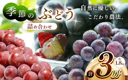 季節のぶどう 詰め合わせ 3房 入り ( 約1.8kg ) | 果物 くだもの フルーツ ぶどう ブドウ 葡萄 セット 兵庫県 上郡町