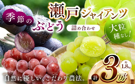 瀬戸ジャイアンツ 1房 と 季節のぶどう 2房 ( 約2kg ) | 果物 くだもの フルーツ ぶどう ブドウ 葡萄 セット 兵庫県 上郡町